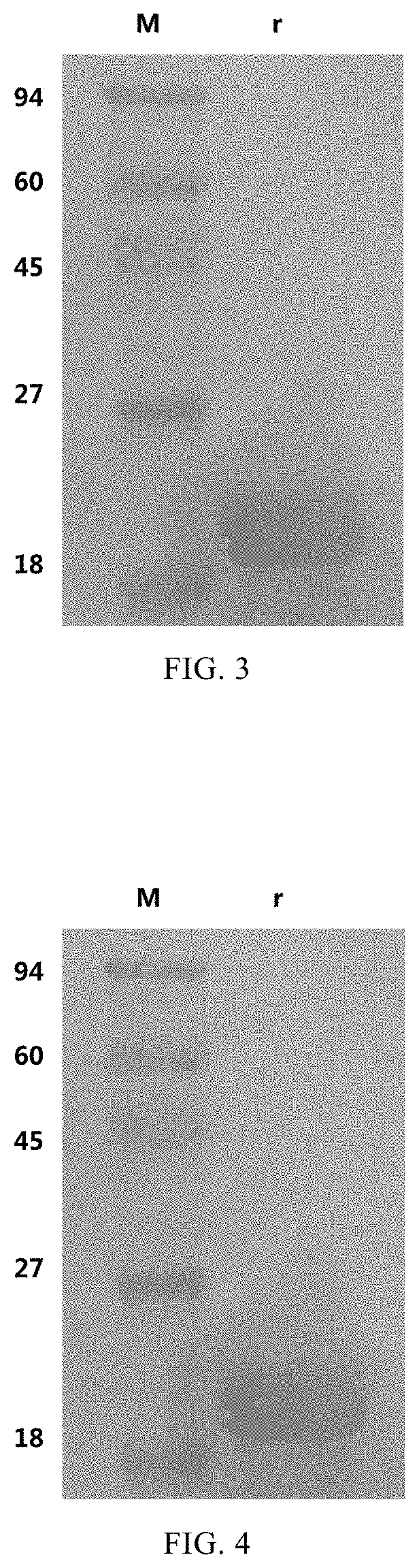 Vaccine Used For Preventing Toxoplasma Gondii Infection And Preparation Method Therefor