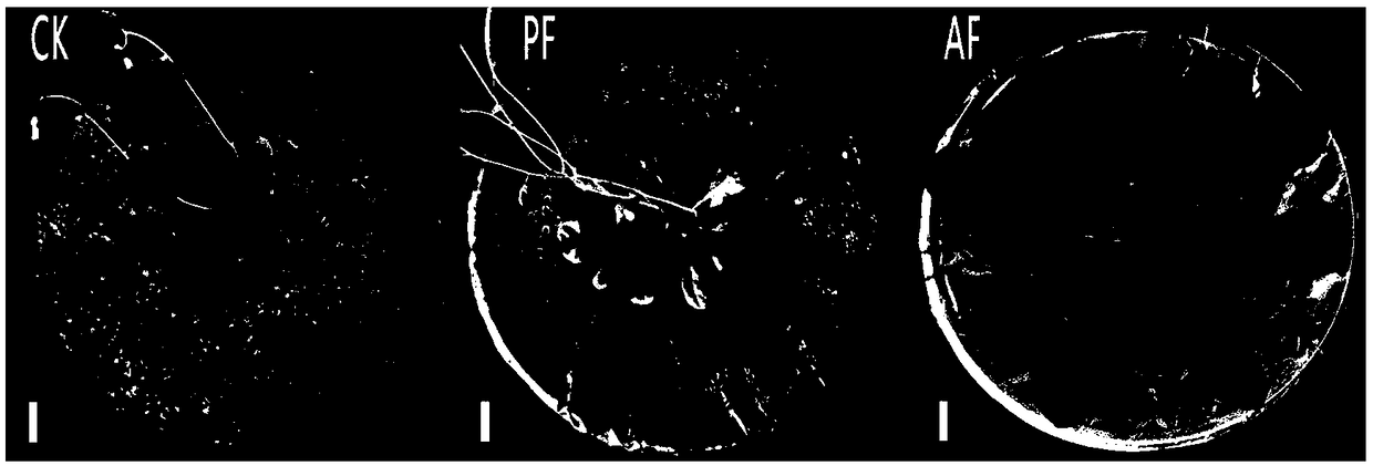 Method for rapidly growing and cultivating arabidopsis thaliana