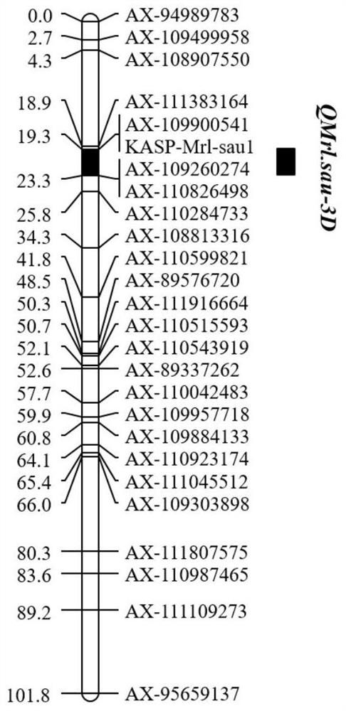 Single nucleotide polymorphism (SNP) molecular marker linked with maximum root length QTL QMrl.sau-3D of wheat and application of SNP molecular marker