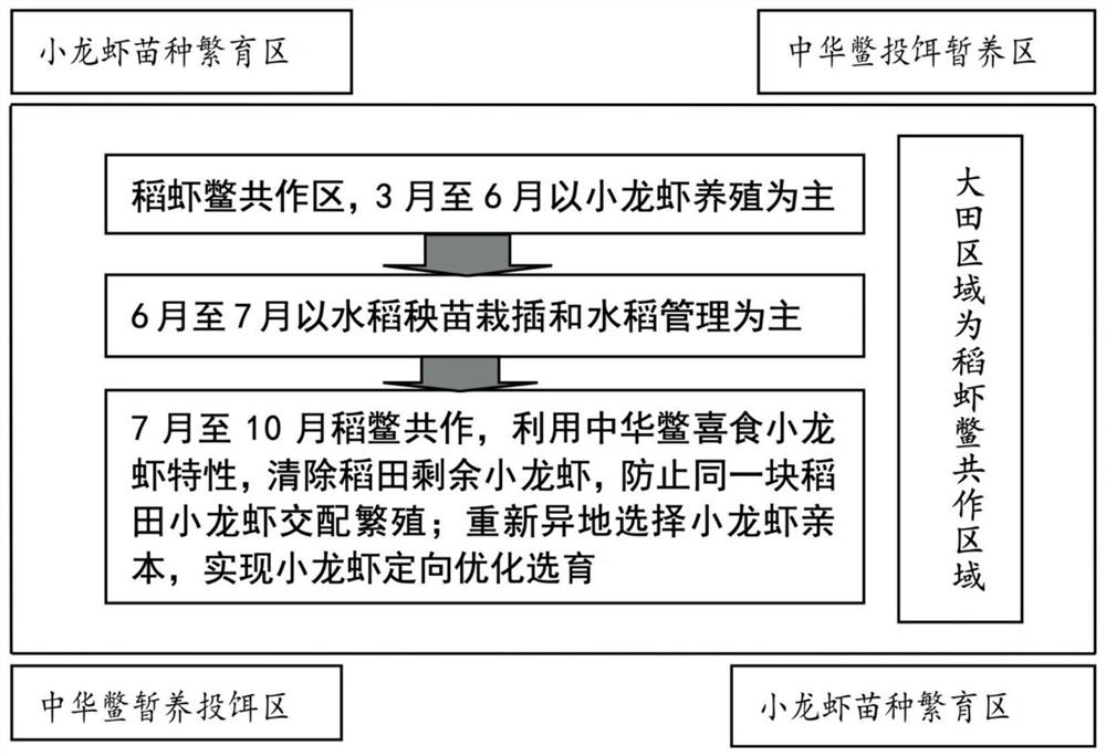 A method for ecological breeding of rice shrimp and soft-shelled turtle in paddy field and directional selection of crayfish