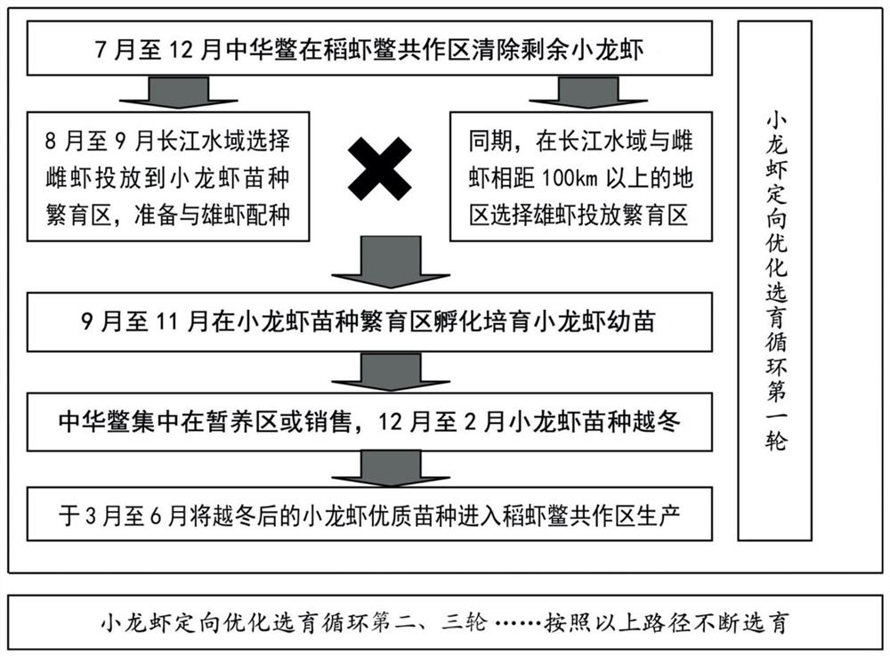 A method for ecological breeding of rice shrimp and soft-shelled turtle in paddy field and directional selection of crayfish