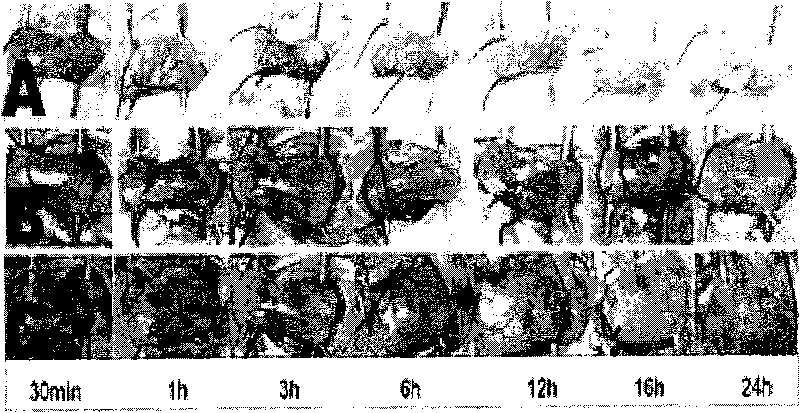 Highly bioadhesive and thermosensitive hydrogel, and preparation method and application thereof