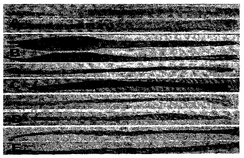 Highly bioadhesive and thermosensitive hydrogel, and preparation method and application thereof