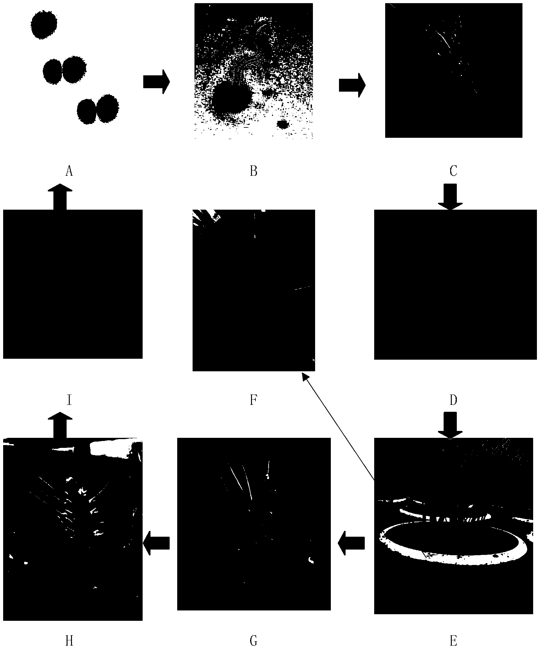 Method for cultivating tilletia controversa kuhn disease plants in indoor environments