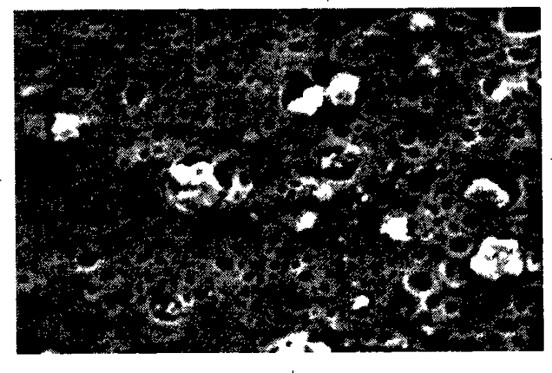 Hybridization film for FCC gasoline desulfurize and method of preparing the same