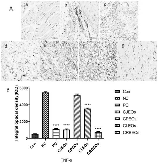 Application of pericarpium citri reticulatae essential oil to preparation of products for preventing or treating arthritis