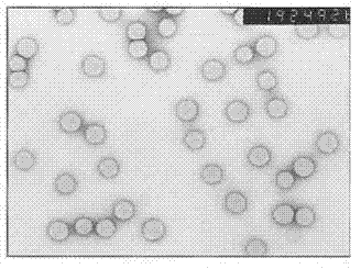 Small-particle-size carboxylic styrene-butadiene latex and its preparation method