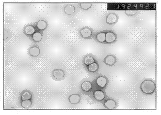 Small-particle-size carboxylic styrene-butadiene latex and its preparation method