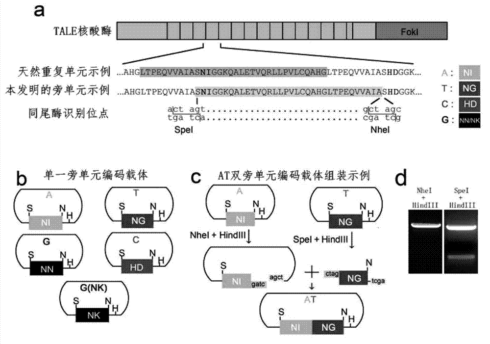 Method for building TALE (transcription activator-like effector) repeated sequences