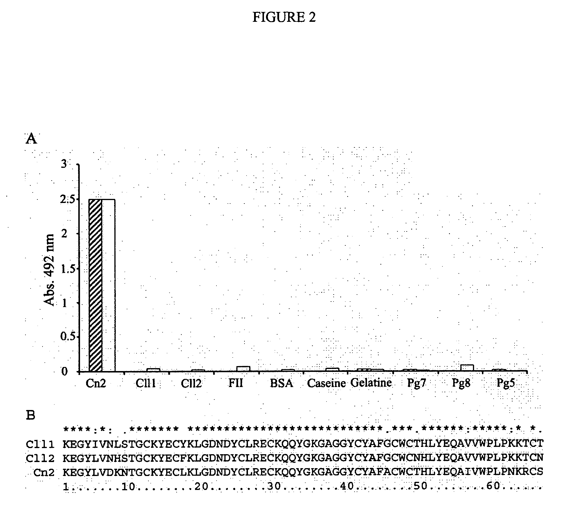 Human antibody variants that specifically recognize the toxin CN2 from Centruroides noxius scorpion venom