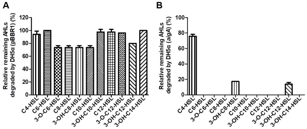 N-acyl homoserine lactone acyltransferase coding gene aigA and application thereof