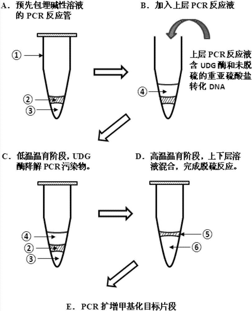 Methylated amplification method for eliminating PCR product pollution and application of methylated amplification method