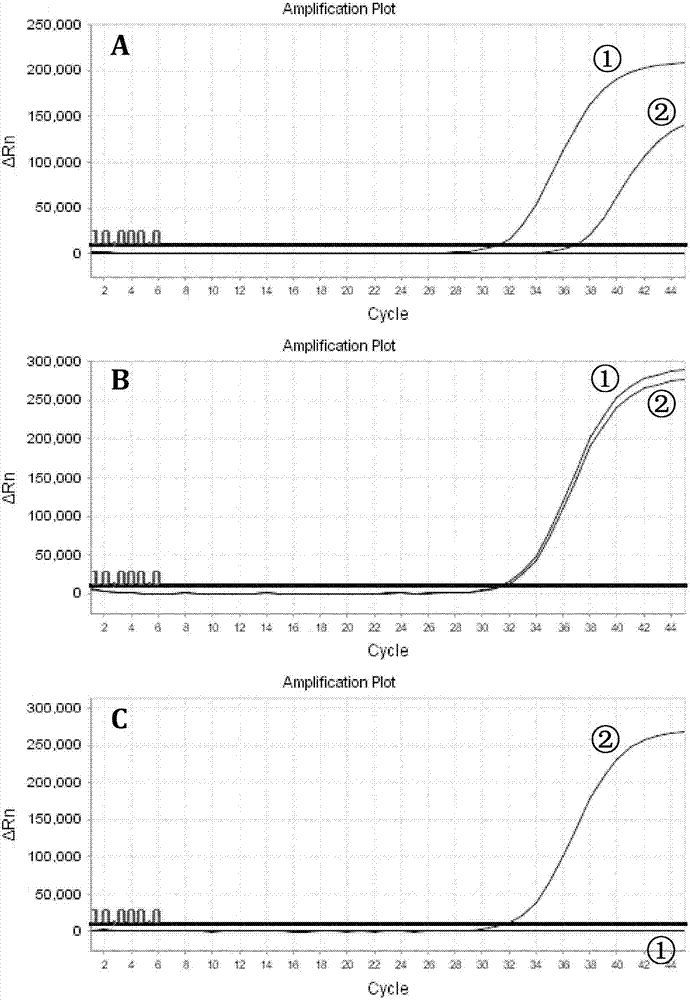 Methylated amplification method for eliminating PCR product pollution and application of methylated amplification method