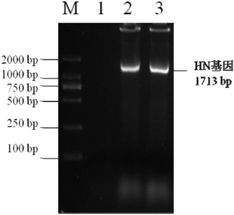 Recombinant Salmonella enteria serovar Pullorum, (S. Pullorum), as well as preparation method and application thereof