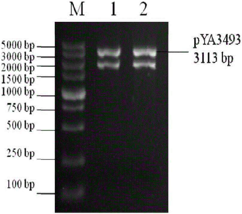 Recombinant Salmonella enteria serovar Pullorum, (S. Pullorum), as well as preparation method and application thereof