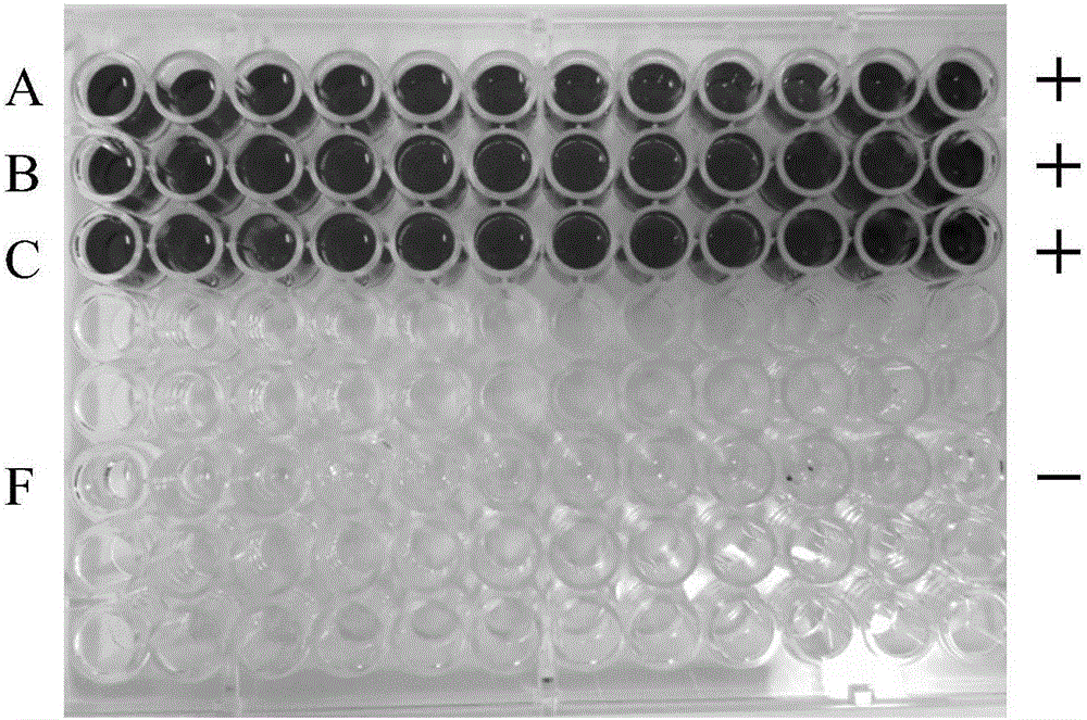 Nitric oxide loaded cationic polymer, preparation method therefor and application of nitric oxide loaded cationic polymer