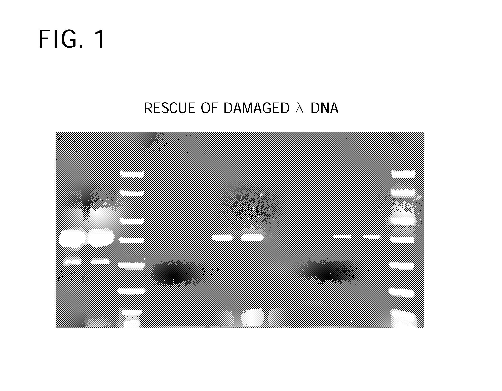 Methods and Compositions for Amplification of DNA