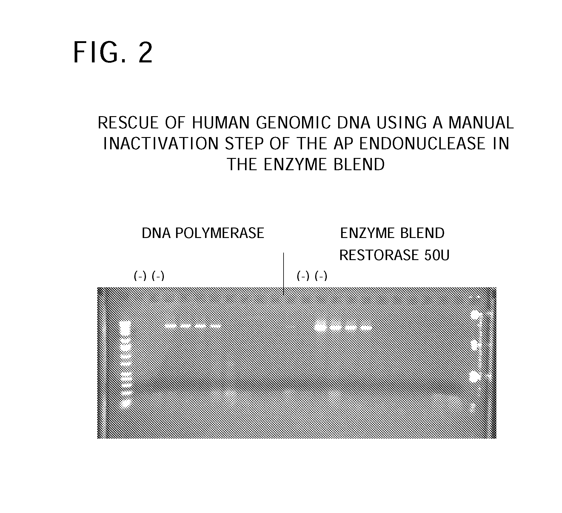 Methods and Compositions for Amplification of DNA