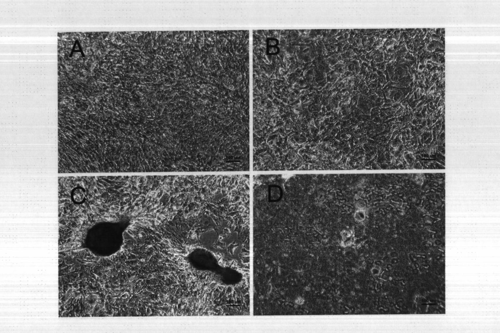 Cell sheet for tissue repair and bio-artificial tissue engineering, method of producing the same and method of using the same