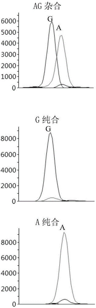 Method for detecting sheep FecB gene polymorphism by use of SNaPshot technology