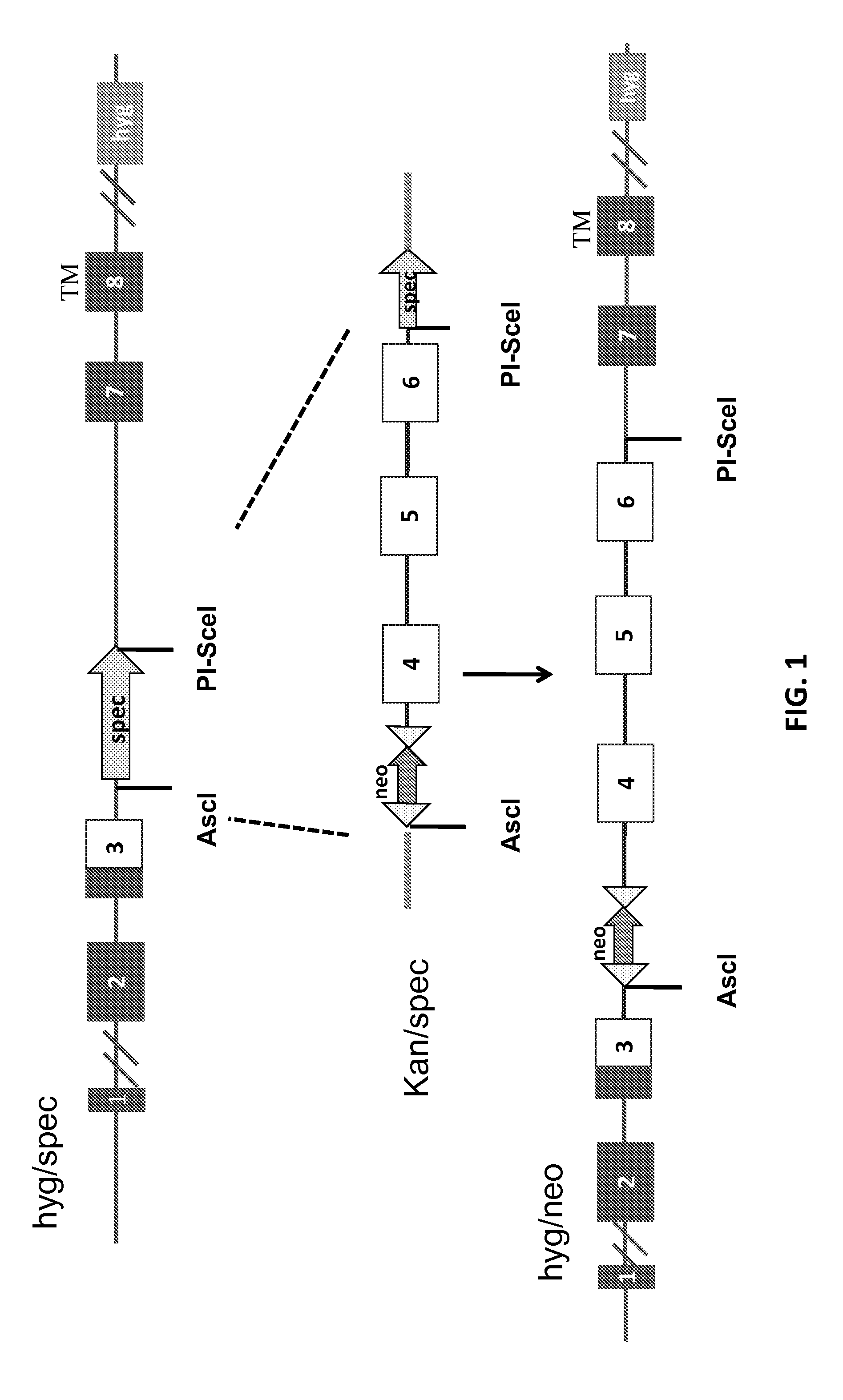 Humanized t cell co-receptor mice