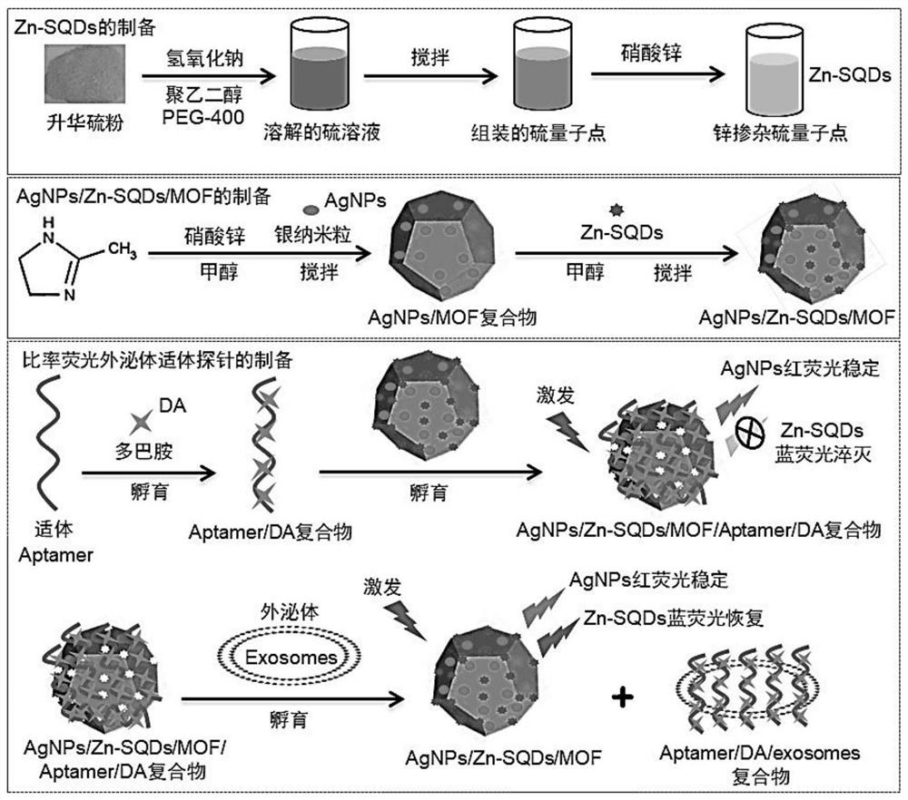 Preparation method of silver nanoparticle/sulfur quantum dot double-doped MOF compound ratio fluorescence exosome aptamer probe