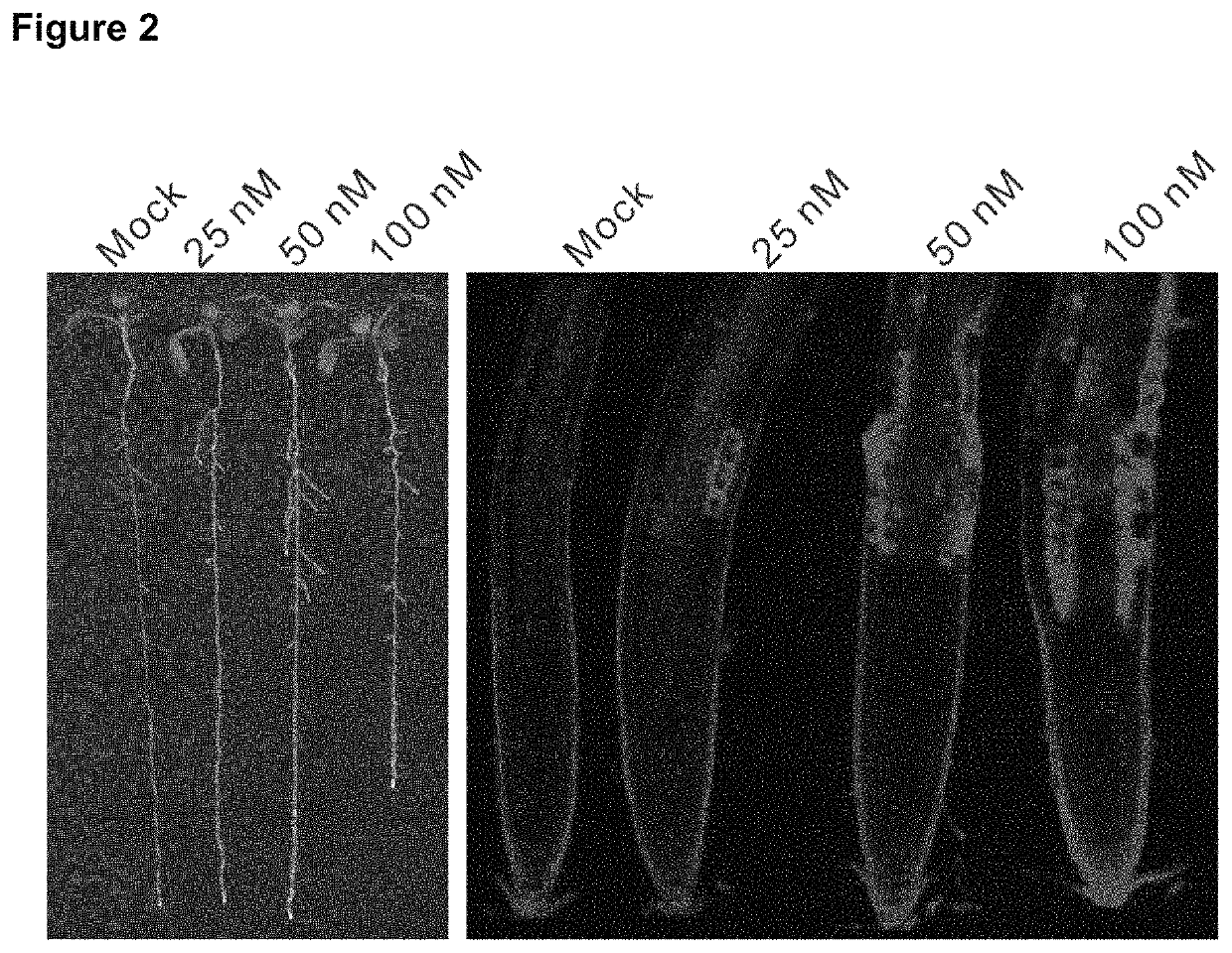 Cellulose synthase inhibitors and mutant plants