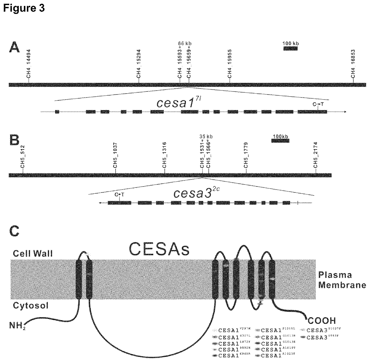 Cellulose synthase inhibitors and mutant plants