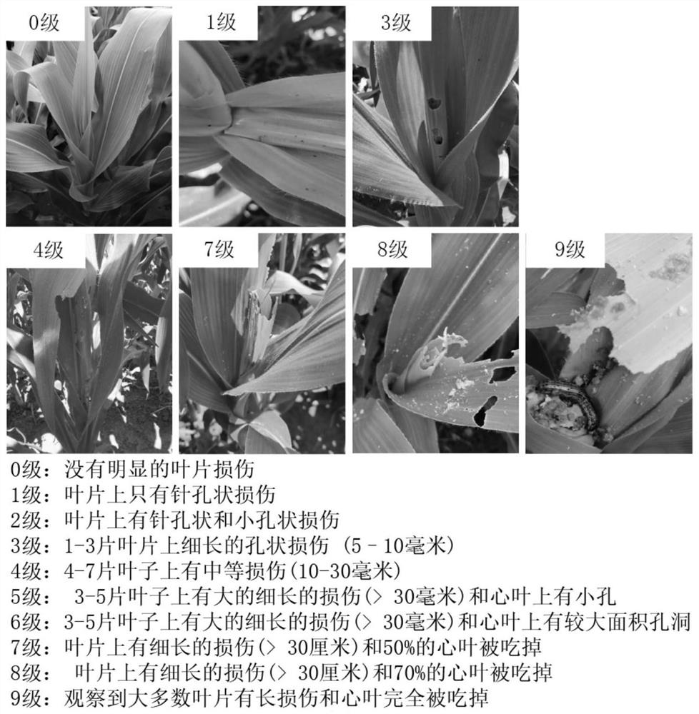 DsRNA composition for biological control