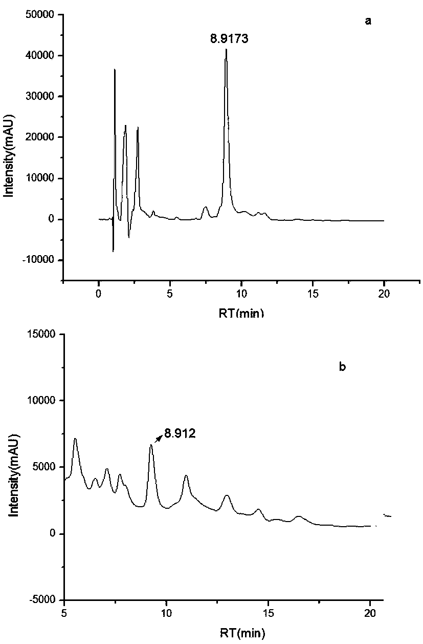 Endogenous penicillium fungus of radix liriopis proliferae and application thereof in preparation of steroidal saponin