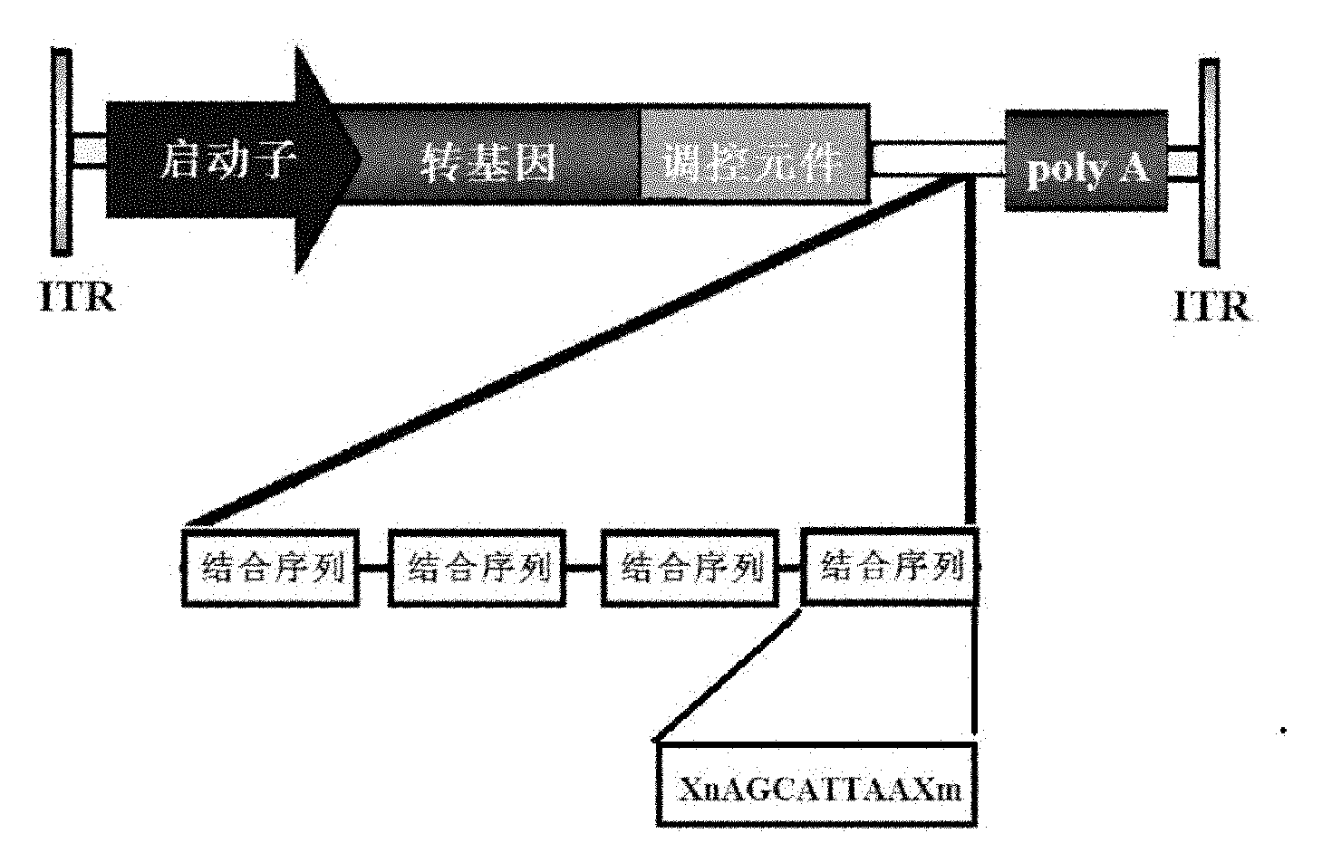 Gene treatment medicament capable of inhabiting immunoreaction caused by transgenosis products and preparation method thereof