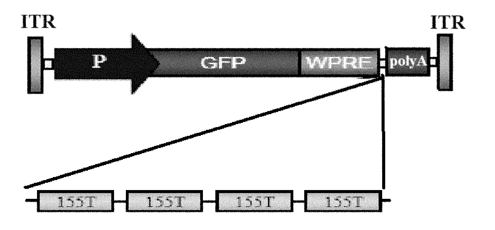 Gene treatment medicament capable of inhabiting immunoreaction caused by transgenosis products and preparation method thereof