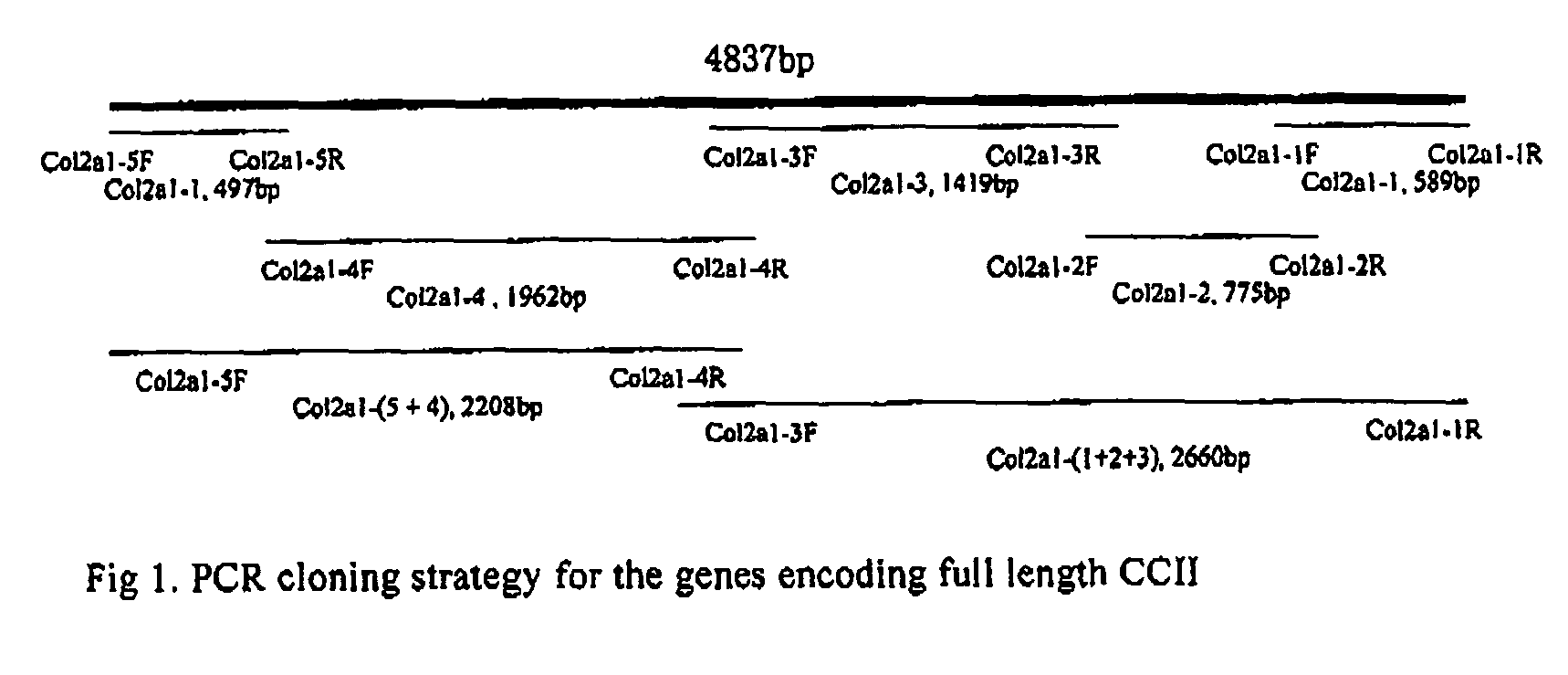 Full length polynucleotide coding chicken type II collagen and the use of it