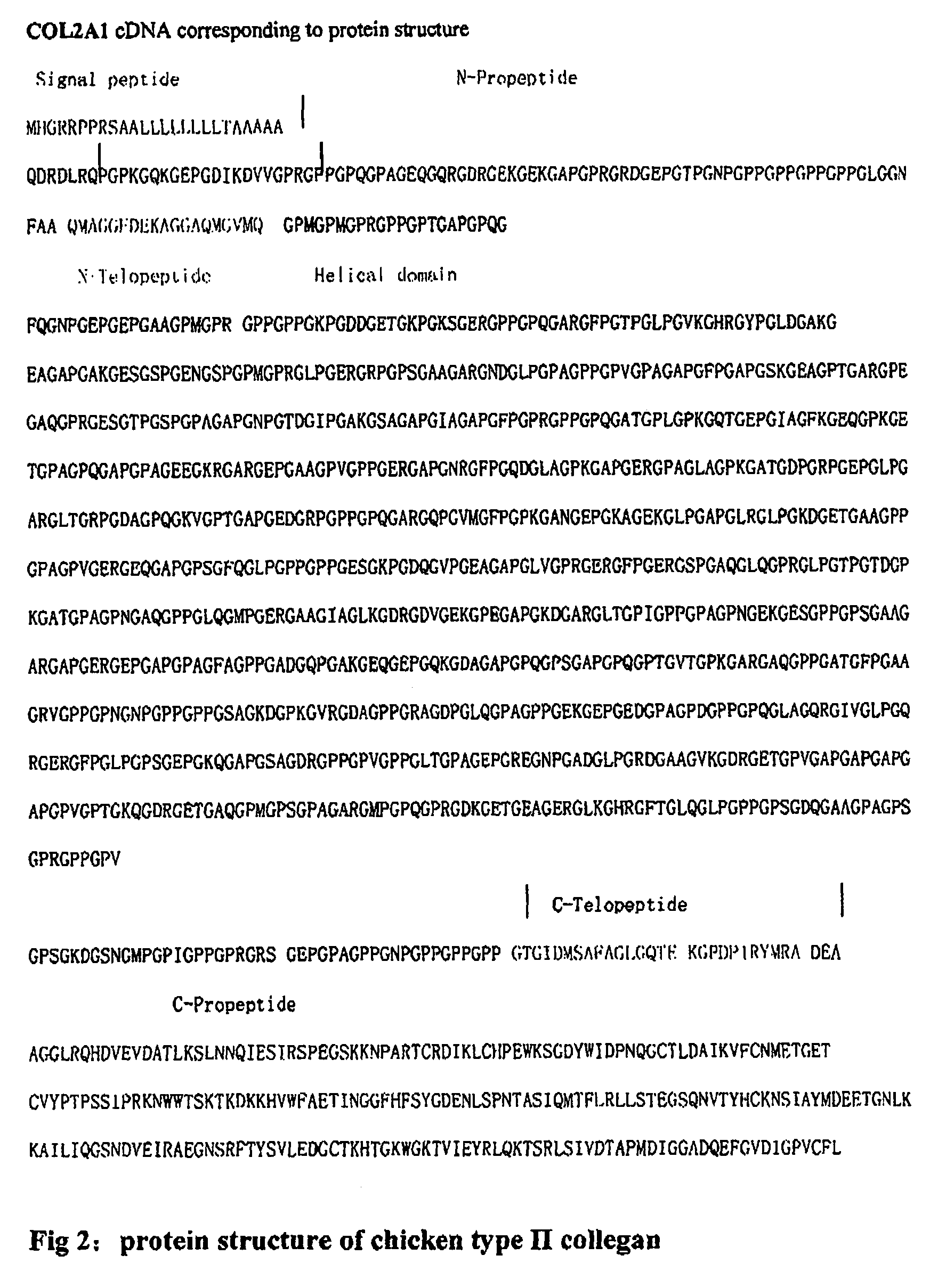 Full length polynucleotide coding chicken type II collagen and the use of it