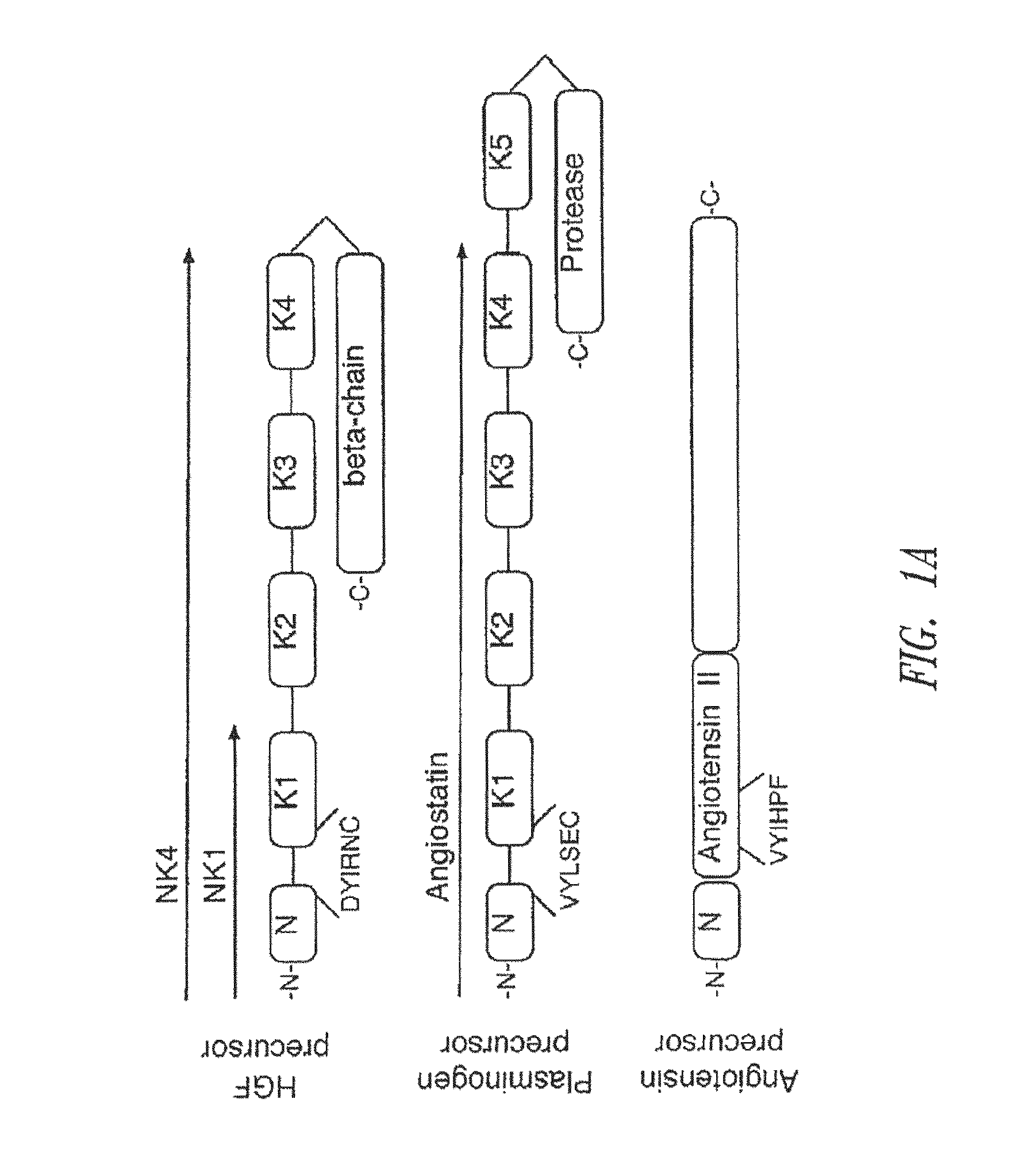 C-Met receptor regulation by angiotensin IV (AT4) receptor ligands