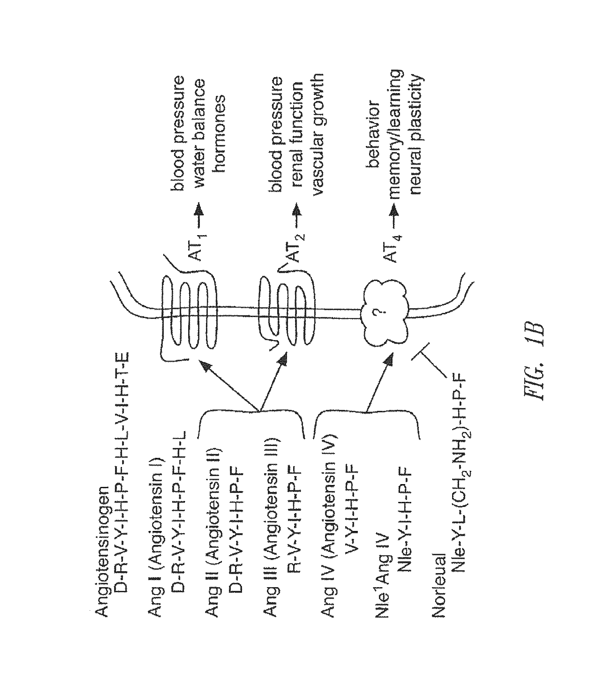 C-Met receptor regulation by angiotensin IV (AT4) receptor ligands