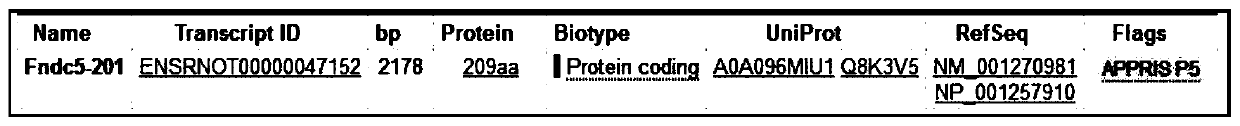 Construction method of FNDC5 gene knock-out rat model, and application