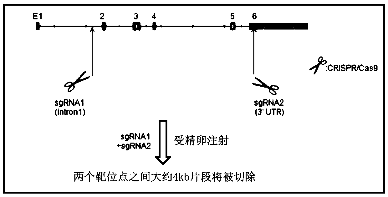 Construction method of FNDC5 gene knock-out rat model, and application