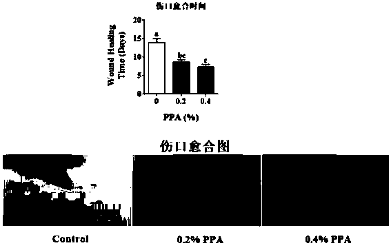 Application of phenylpyruvate in preparation of immunopotentiator