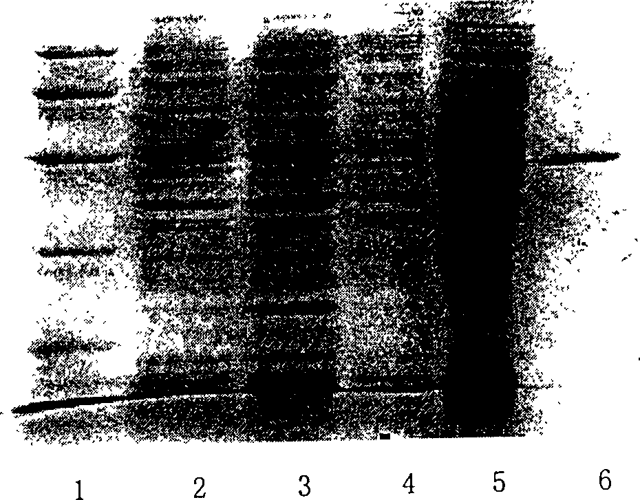 Coding sequence of arisaema agglutinant protein and its application