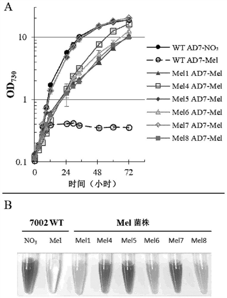 Genetically engineered cyanobacteria for growth in unsterilized conditions using antibiotic-free selection