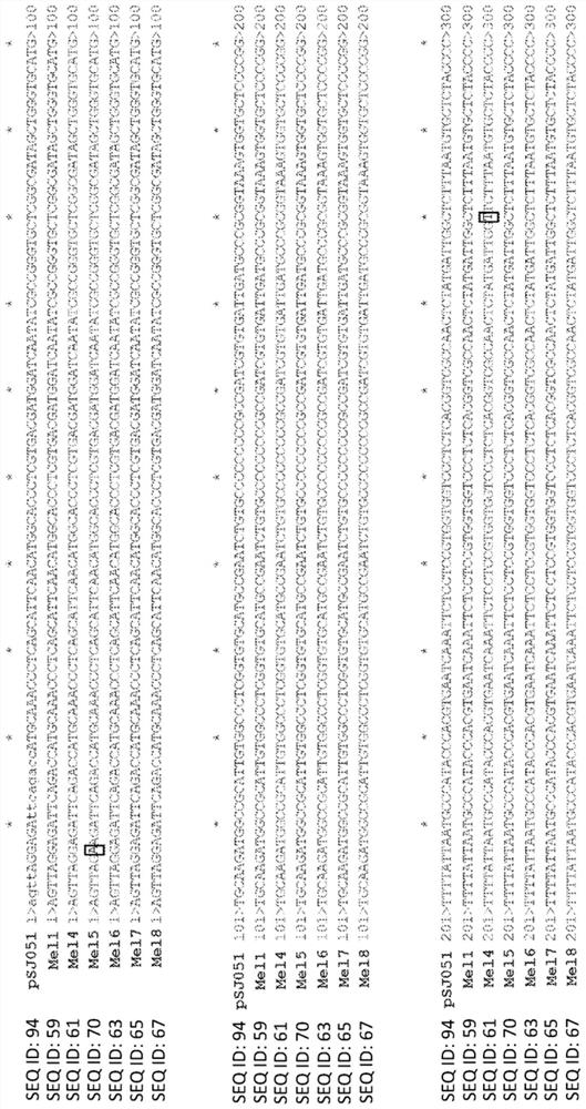 Genetically engineered cyanobacteria for growth in unsterilized conditions using antibiotic-free selection