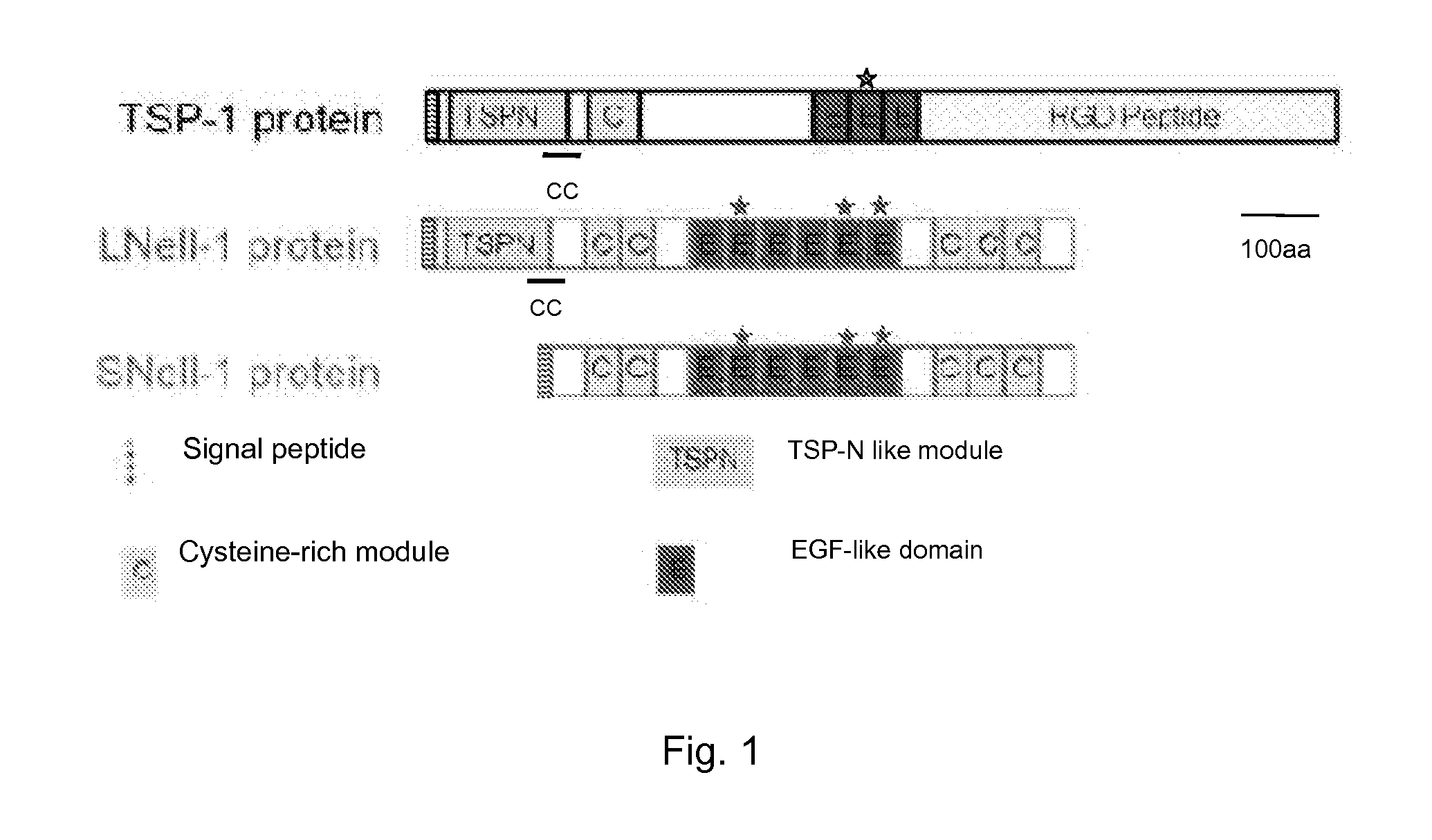 Isoform nell-1 peptide