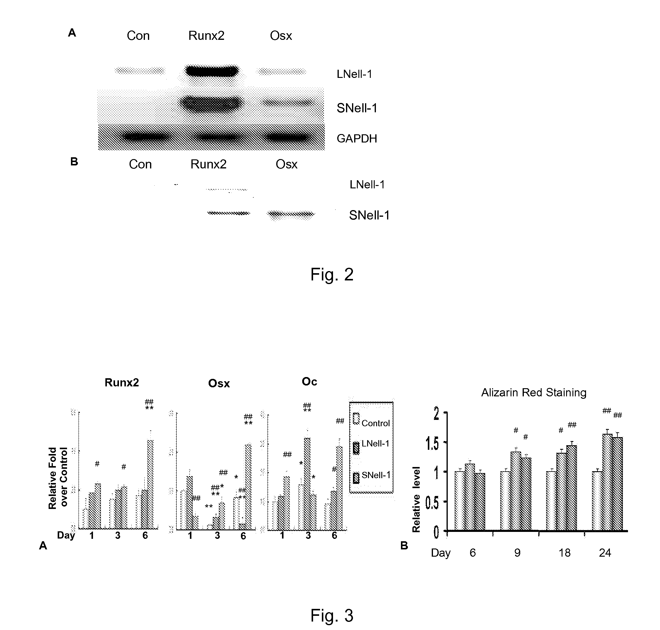 Isoform nell-1 peptide