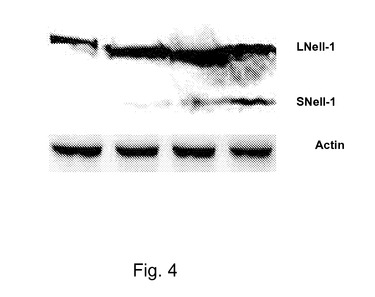 Isoform nell-1 peptide