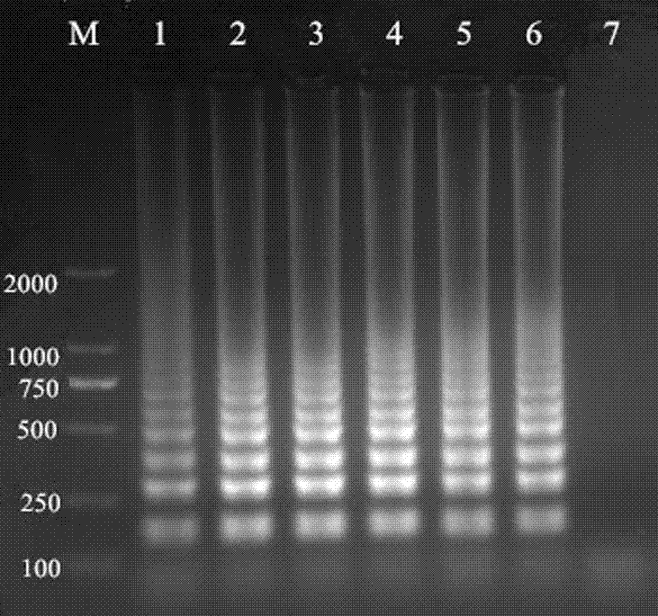 Method for detecting anaplasma phagocytophilum employing loop-mediated isothermal amplification (LAMP) technology