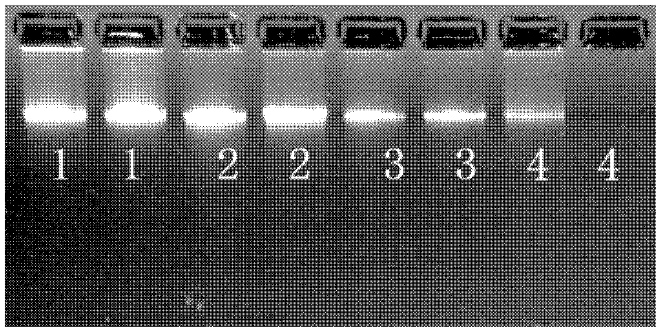 Method for extracting genomic DNA from mature and old tung oil tree leaves