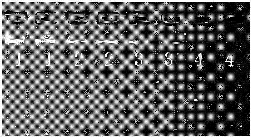 Method for extracting genomic DNA from mature and old tung oil tree leaves