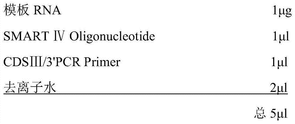 A broadspectrum efficient antimicrobial peptide Pb-CATH-OH1, a gene thereof, a preparing method of the peptide and applications of the peptide