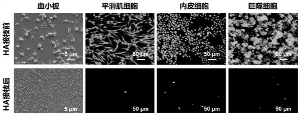 Material with biological anti-pollution function, and preparation method and application thereof